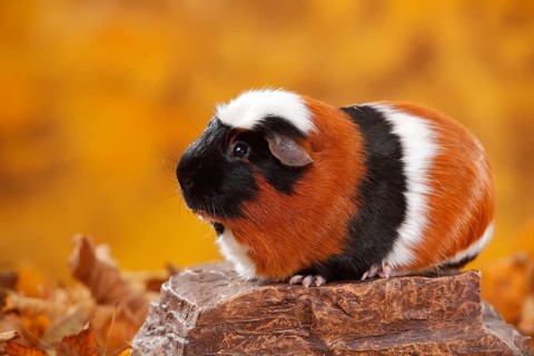 English Crested Guinea Pig Pig on Stone