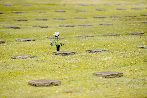 Grave slabs and white rose to commemorate in the military cemetery