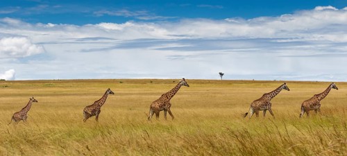 Giraffes (Giraffa camelopardalis)