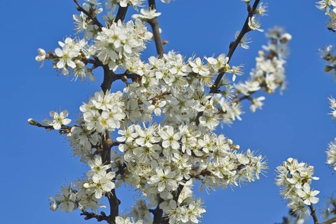 White blossoms