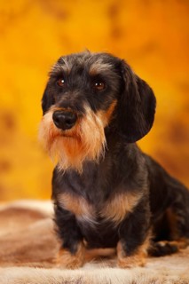 Little Grey-haired Dachshund