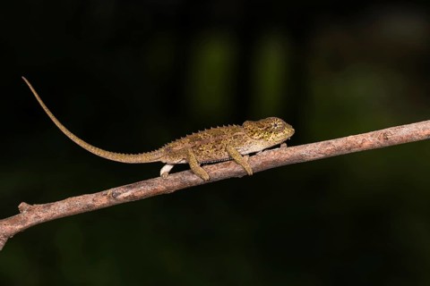 Blue-legged chameleon (Calumma crypticum) runs on branch