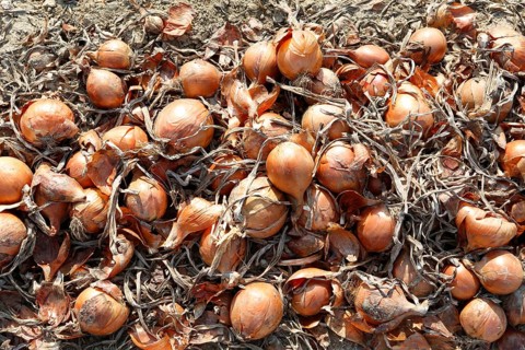 Harvest
