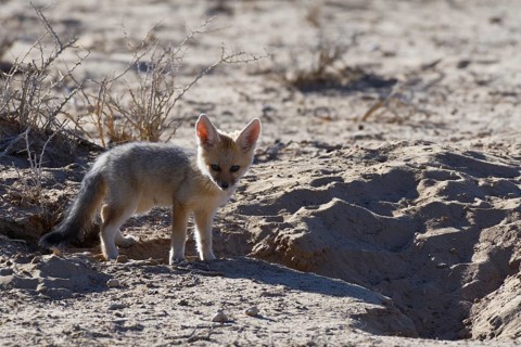Young Cape fox (Vulpes chama)