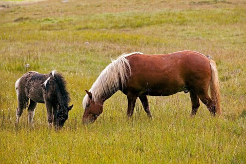 Icelandic horses (Equus ferus caballus)
