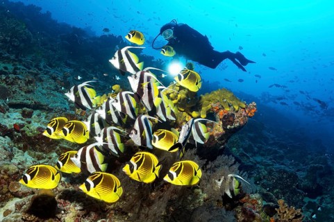 Diver watches swarm Pennant coralfish (Heniochus acuminatus) together with Raccoon butterflyfish (Chaetodon lunula)