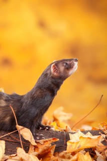 Ferret (Mustela putorius forma domestica) in autumn leaves