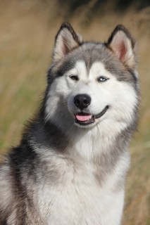 Siberian Husky Malamute half breed