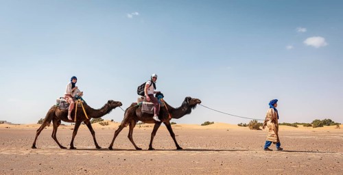 Caravan with dromedaries (Camelus dromedarius)