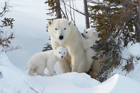 Polar bears (Ursus maritimus)