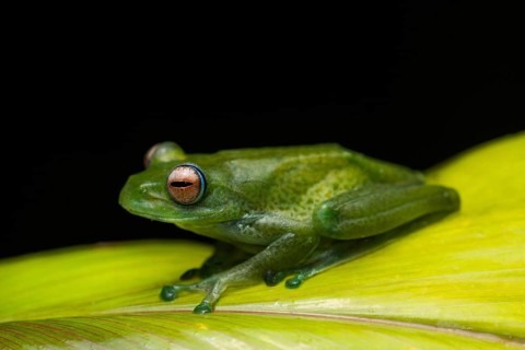 A frog (Boophis eninea) on leaf