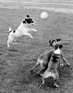 Jack Russell Terrier plays ball with other dogs