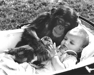 Chimpanzee cuddles with a baby and a duck