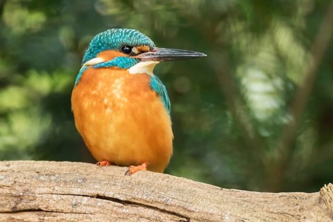 Common kingfisher (Alcedo atthis) sits on branch