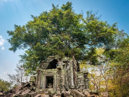 Tree grows on tree-rooted Khmer temple ruin