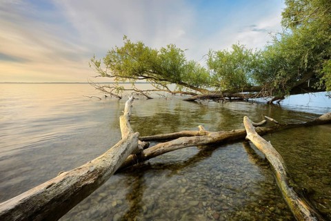Untouched nature on the banks of the Muritz