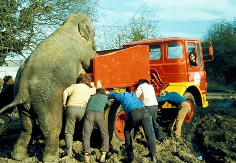 Elephant and men push trucks out of the mud