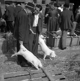 Sellers of piglets reach out demandingly