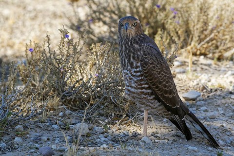 Young Pale chanting goshawk (Melierax canorus)