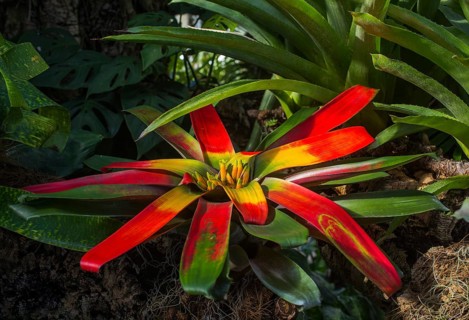 Flowering red Vriesea Bromeliad (Vriesea imperialis)