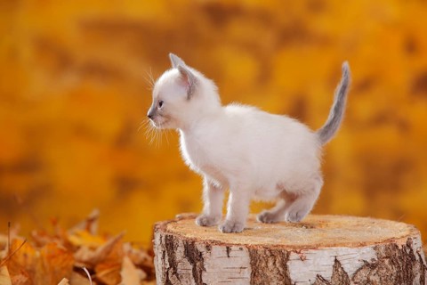 Siamese cat old type