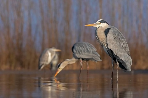 Grey heron or (Ardea cinerea) in splendor dress