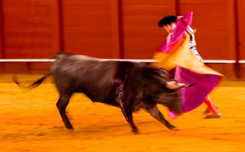 Racing bull with matador