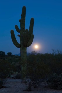 Saguaro (Carnegiea gigantea) with full moon