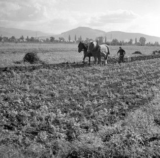 Man plows field with strained horses