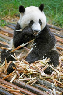 Panda bear or Giant Panda (Ailuropoda melanoleuca) eats bamboo shoots