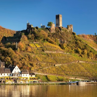 Ruins of Metternich Castle with vineyard
