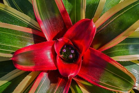 Flowering red Vriesea Bromeliad (Vriesea imperialis)