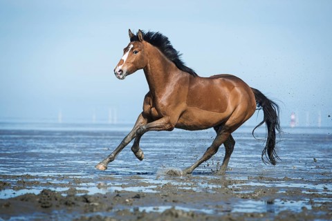 Brown horse