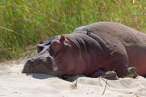 Hippopotamus (Hippopotamus amphibius) sleeping on the riverbanks of Olifants River with red-billed oxpeckers (Buphagus erythrorhynchus) on its back