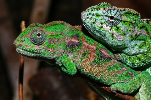 Two Jewel chameleons (Furcifer lateralis)