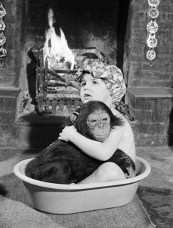 Chimpanzee bathes with girl