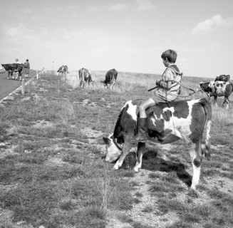Junge rides on a cow