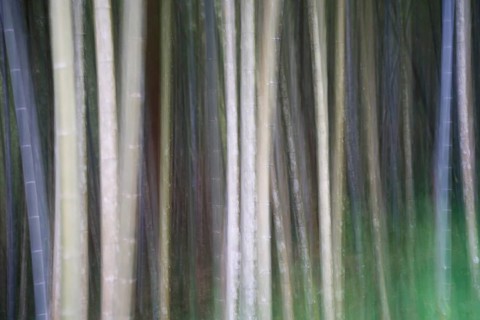 Bamboo Forest