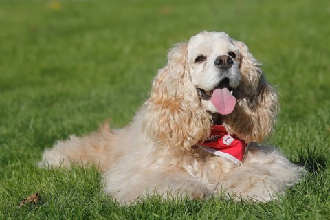 American Cocker Spaniel bitch 7 years old in red and white lies on the meadow