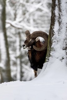European mouflon (Ovis orientalis musimon) behind tree in the snow