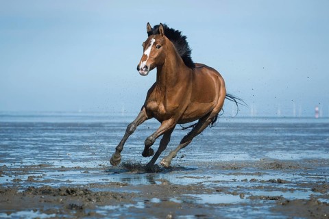 Brown horse