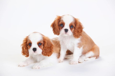 Cavalier King Charles Spaniel