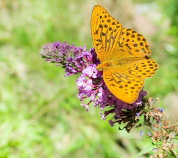 Silver-washed fritillary or (Argynnis paphia) drinks nectar on common summer lilac (Buddleja davidii)