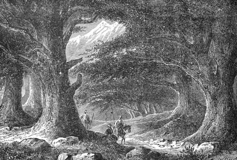 The old cedars in Lebanon