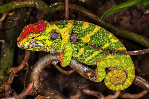 Lesser chameleon (Furcifer minor)