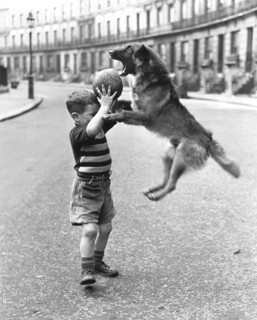 Dog and boy play with a ball