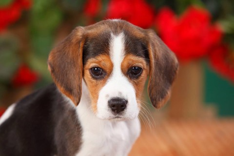Beagle