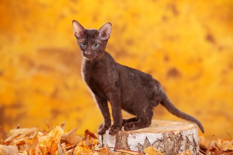Oriental Shorthair cat