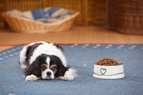 Cavalier King Charles Spaniel