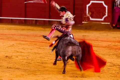 Bullfighter jumps over bull